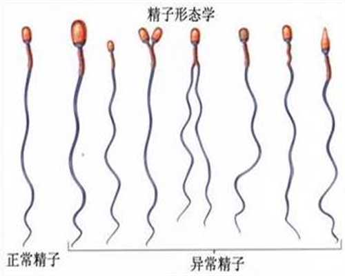 武汉365国际助孕中心：孕各周胎儿B超数据，超详